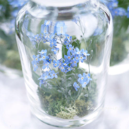 勿忘草のドライフラワー｜瓶詰の森 ドライフラワー 花や蜜 通販