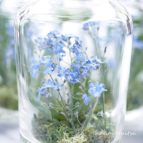 勿忘草のドライフラワー｜瓶詰の森 ドライフラワー 花や蜜 通販