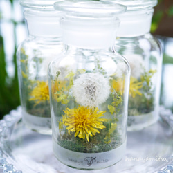 たんぽぽドライフラワー のおすすめ人気通販 検索結果｜Creema