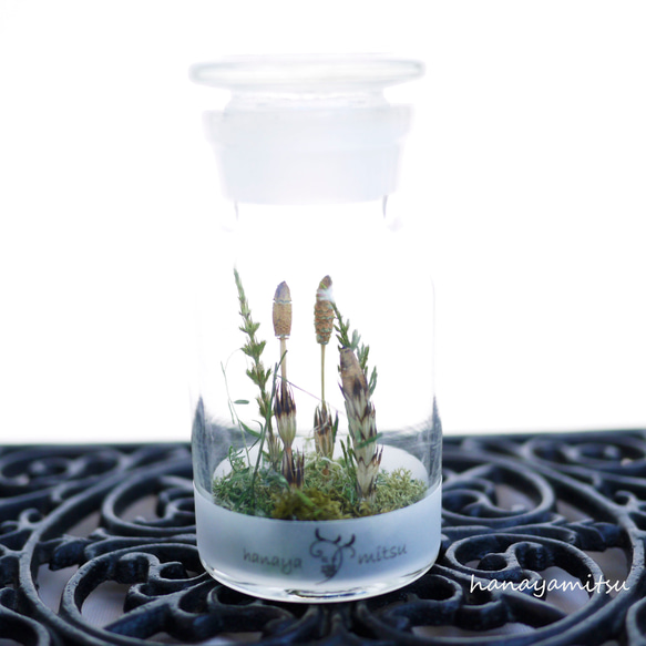 つくしのドライフラワー｜瓶詰めの森 ドライフラワー 花や蜜 通販