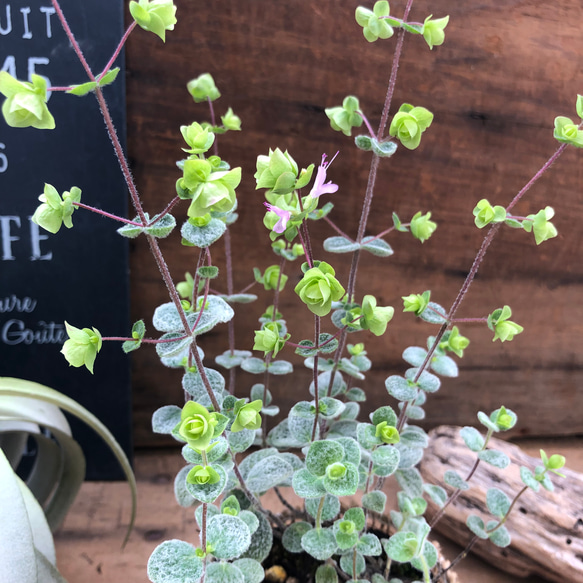 ディクタムナス♡可愛い♡オレガノ♡♡ガーデニング♡観葉植物 4枚目の画像