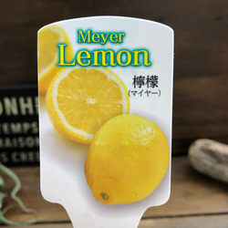 レモンの木♡檸檬♡マイヤーレモン♡4.5号♡ガーデニング 5枚目の画像