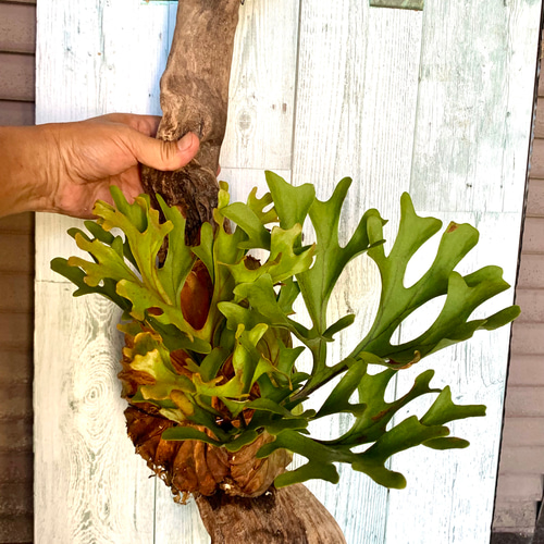 ビカクシダ リドレィの流木ハンギング 多肉植物 キコリ 通販 14246762