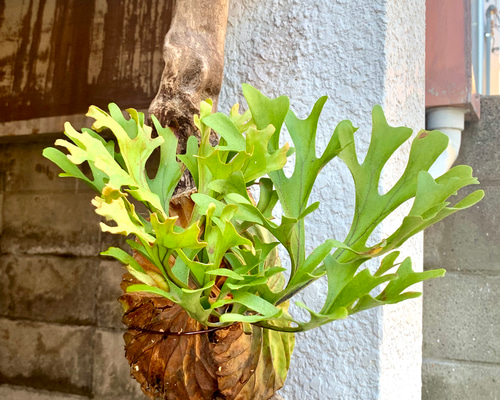 リドレイ ビカクシダ 流木 cb1b7c71da1e02d4081c9e1a763361