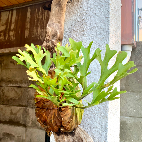 ビカクシダ リドレィの流木ハンギング 多肉植物 キコリ 通販 14246762