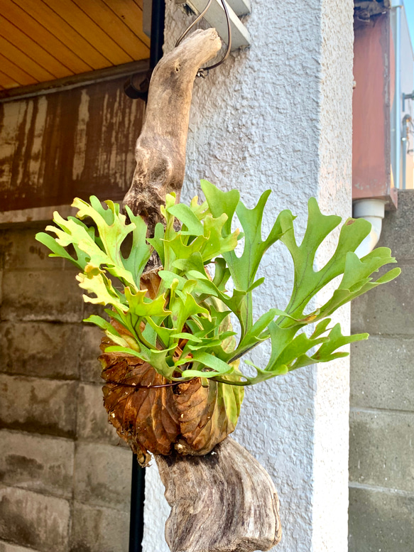 リドレイ ビカクシダ 流木 ビカクシダ リドレィの流木ハンギング 多肉植物 キコリ 通販
