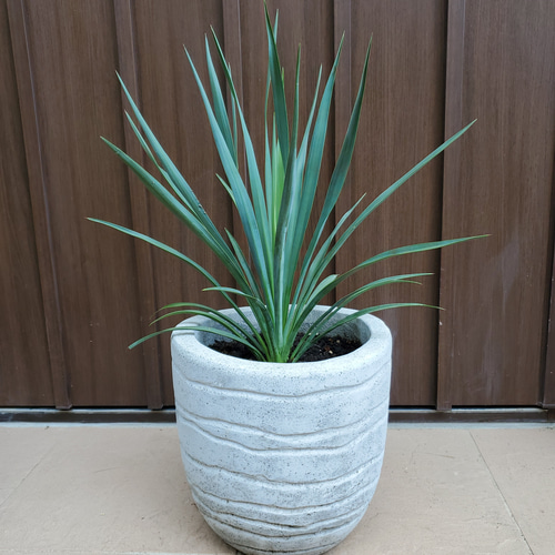 ユッカ　ブルーセントリー　エアーコンテナポット鉢植え　苗　レア品種 ユッカ ブルーセントリー エアーコンテナポット鉢植え 苗 レア品種