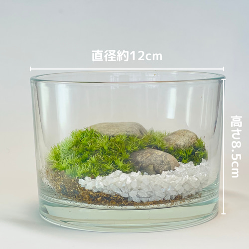 苔テラリウム【シンプル】【フィギュアが飾れる】 テラリウム 6F MOSS