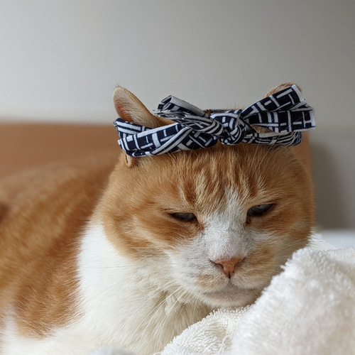 ハチマキセット ペット服・アクセサリー Tomo's Gallery 通販