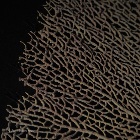 軟質珊瑚の一種の台座付き標本（黄色）。 10枚目の画像