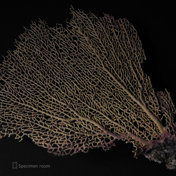 軟質珊瑚の一種の台座付き標本（黄色）。 9枚目の画像