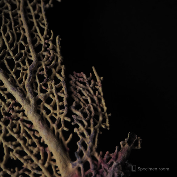 軟質珊瑚の一種の台座付き標本（黄色）。 11枚目の画像