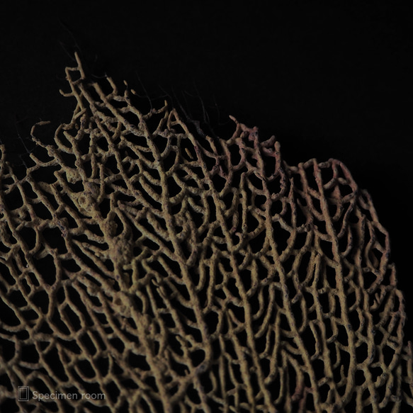 軟質珊瑚の一種の台座付き標本（黄色）。 12枚目の画像
