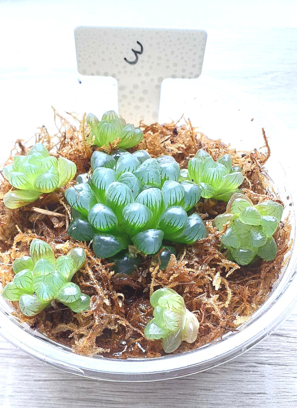 7月末期間限定】 ハオルチア オブツーサ ③ 寄せ植えセット