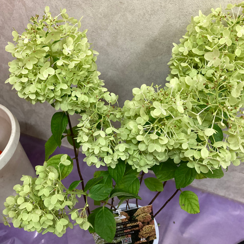 mido様オーダー ノリウツギ パンドラ その他インテリア雑貨 アイビー