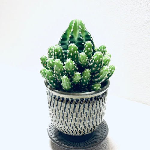 サボテン 短毛丸 子株ちゃんが沢山 多肉植物 鉢植え 植木鉢 小鹿田焼