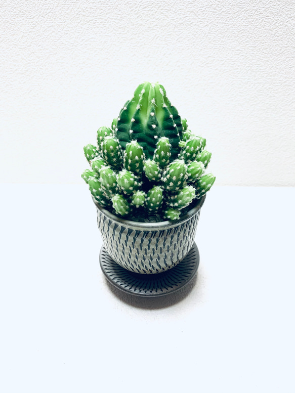 サボテン短毛丸　群生　子株付き　 鉢ごと発送 サボテン短毛丸 群生 子株付き 鉢ごと発送