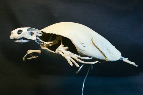 【受注生産】スッポンモドキ（ブタバナガメ） 23㎝縮小全身骨格レプリカ 1枚目の画像