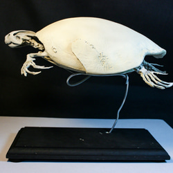 【受注生産】スッポンモドキ（ブタバナガメ） 23㎝縮小全身骨格レプリカ 4枚目の画像