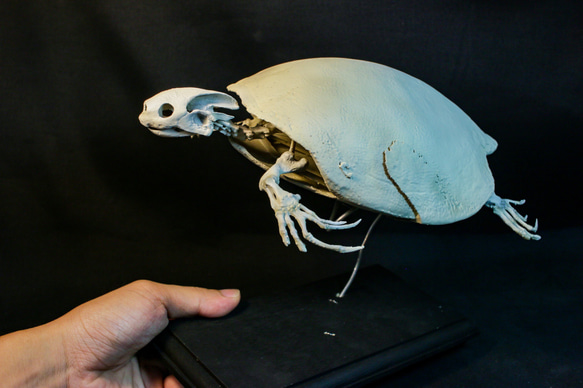 【受注生産】スッポンモドキ（ブタバナガメ） 23㎝縮小全身骨格レプリカ 7枚目の画像