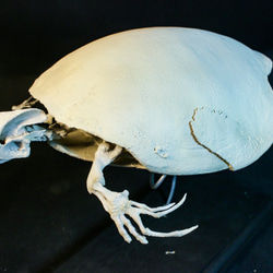 【受注生産】スッポンモドキ（ブタバナガメ） 23㎝縮小全身骨格レプリカ 6枚目の画像