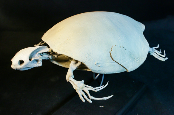 【受注生産】スッポンモドキ（ブタバナガメ） 23㎝縮小全身骨格レプリカ 6枚目の画像