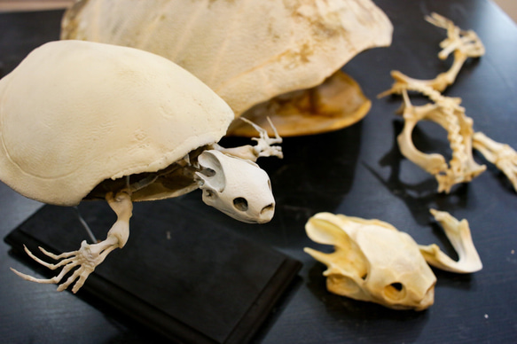 【受注生産】スッポンモドキ（ブタバナガメ） 23㎝縮小全身骨格レプリカ 10枚目の画像