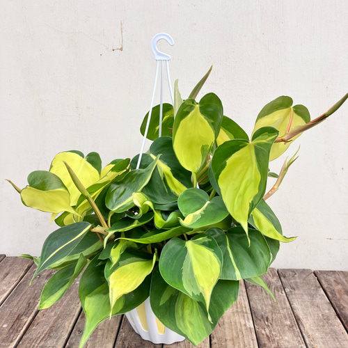オシャレな観葉植物「オキシカルジューム ブラジル バリエガータ