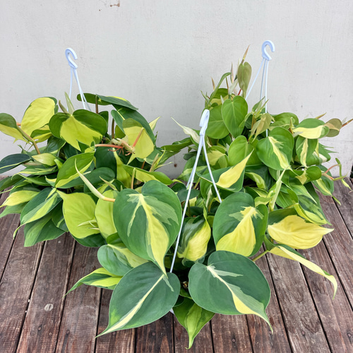 オシャレな観葉植物「オキシカルジューム ブラジル バリエガータ