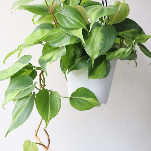 ☆希少☆フィロデンドロン・ タイランドバリエガータ　★鉢まま発送★ 楽天市場】観葉植物 フィロデンドロン ヘデラカム バリエガータ 3.5号