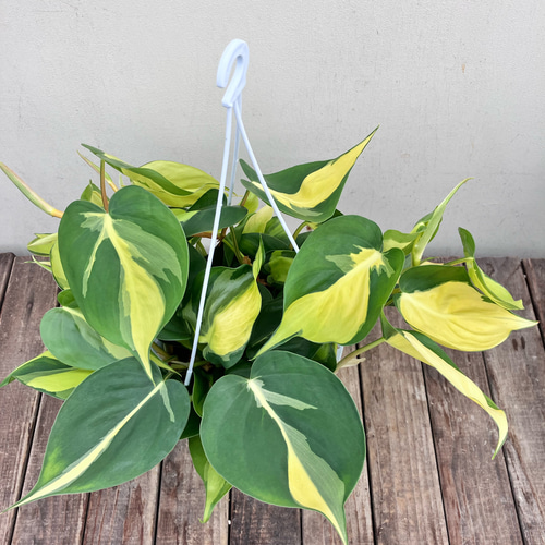 29」Philodendron Giganteum white Variegata フィロデンドロン