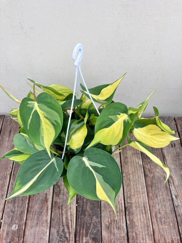 オシャレな観葉植物「オキシカルジューム ブラジル バリエガータ