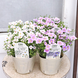 ようちゃん様ご確認用＊白とブルーのお花のブートニア＊お花 花苗 PW ニーレンベルギア オーガスタ ブルー ブルーリング 3.5