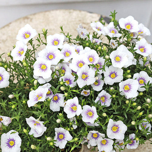 花苗 PW ニーレンベルギア オーガスタ ブルー ブルーリング 3.5号