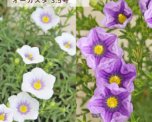 商品情報/外遊び/ボール(並び順：価格が高い)｜教育・保育関係者