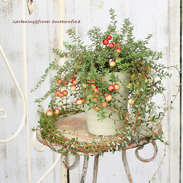 クランベリー苗　かわいいお庭 cbsum01.jpg