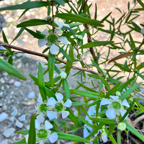 虫除け効果☆良い香りの木☆レモンティーツリー アートフラワー bloom