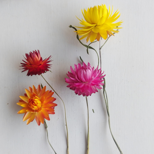 ヘリクリサムのドライフラワー ドライフラワー nyao-mery 通販