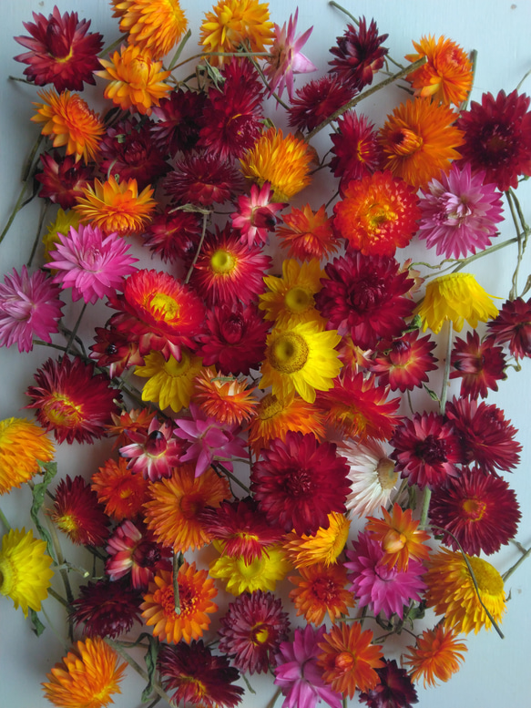 ヘリクリサムのドライフラワー ドライフラワー nyao-mery 通販