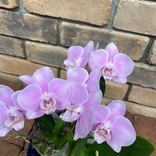 花苗＊ミディ胡蝶蘭「ファレノプシス」2.5寸 その他素材 Comu＊Garden