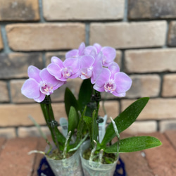 花苗＊ミディ胡蝶蘭「ファレノプシス」2.5寸 その他素材 Comu＊Garden