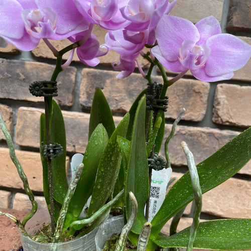花苗＊ミディ胡蝶蘭「ファレノプシス」2.5寸 その他素材 Comu＊Garden