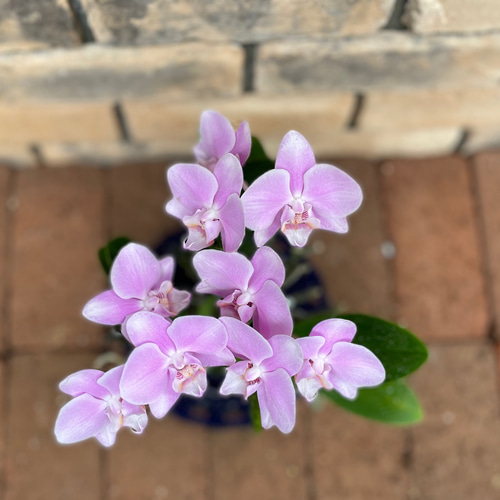 花苗＊ミディ胡蝶蘭「ファレノプシス」2.5寸 その他素材 Comu＊Garden