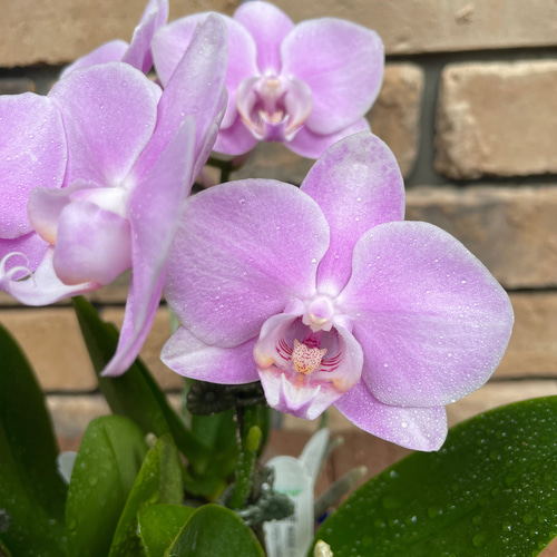 花苗＊ミディ胡蝶蘭「ファレノプシス」2.5寸 その他素材 Comu＊Garden