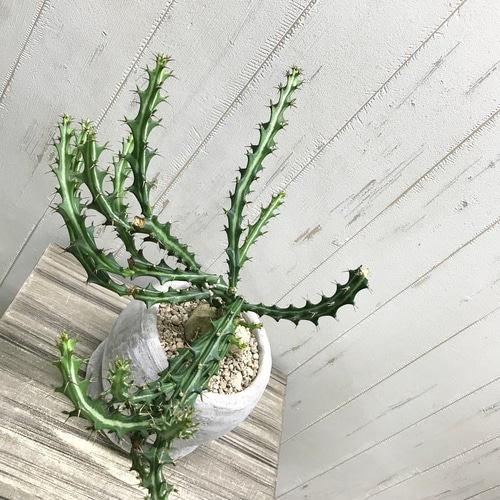 Euphorbia knuthii ユーフォルビア クンチー ユーホルビア 狗奴子