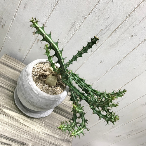 Euphorbia knuthii ユーフォルビア クンチー ユーホルビア 狗奴子