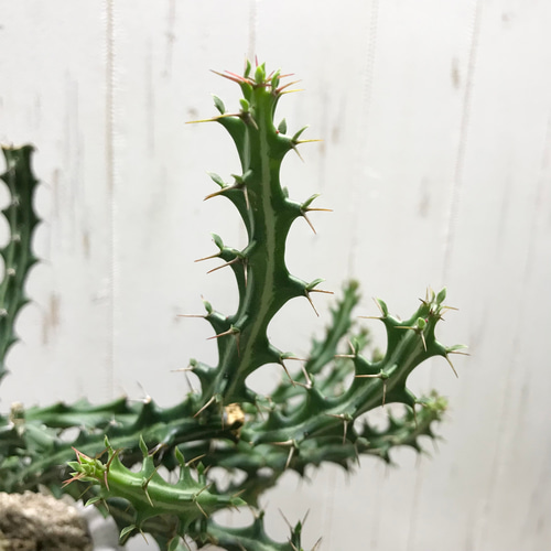 Euphorbia knuthii ユーフォルビア クンチー ユーホルビア 狗奴子