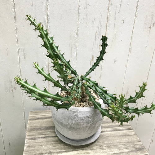 Euphorbia knuthii ユーフォルビア クンチー ユーホルビア 狗奴子