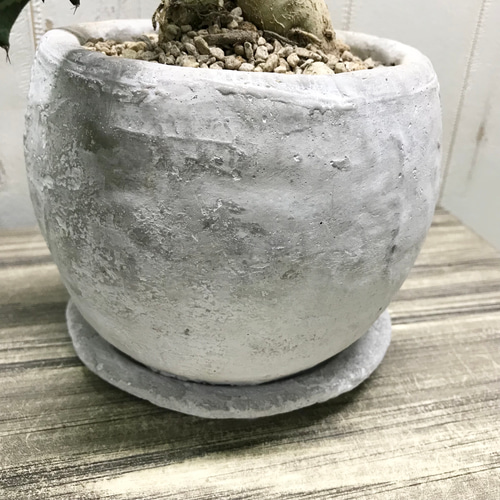 Euphorbia knuthii ユーフォルビア クンチー ユーホルビア 狗奴子