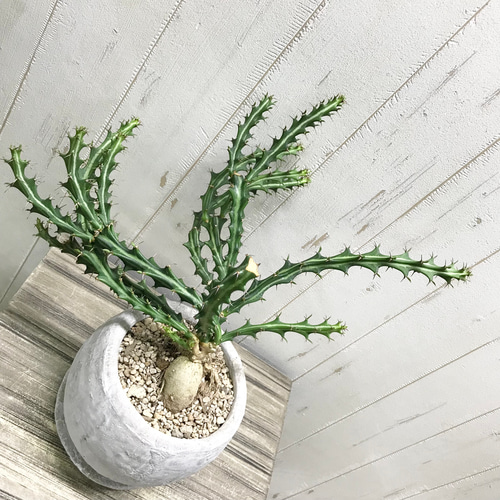 Euphorbia knuthii ユーフォルビア クンチー ユーホルビア 狗奴子